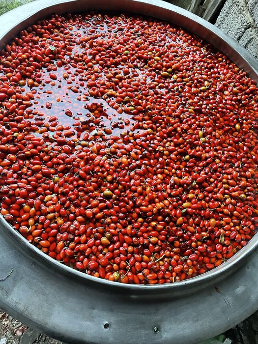 Vindem 500kg de macese