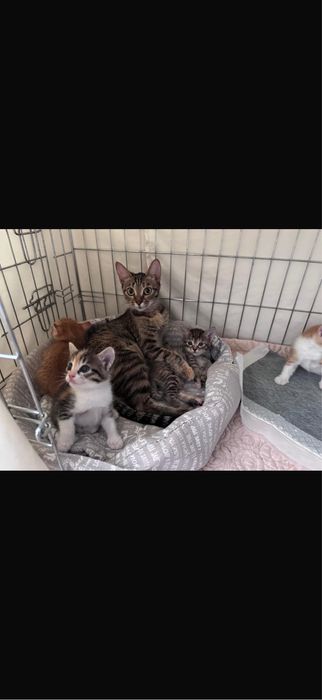 Отдам котят в хорошие руки