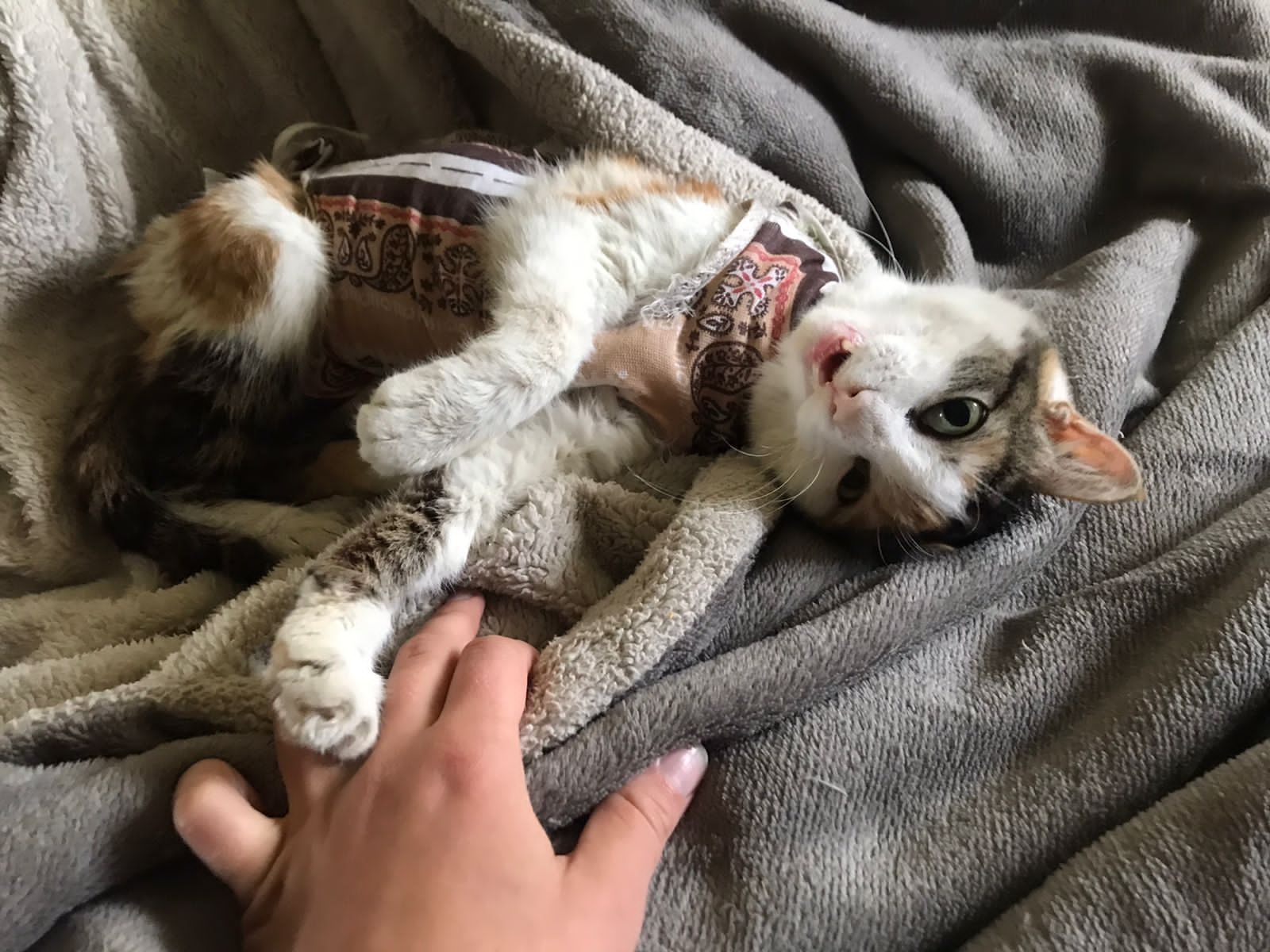 Кошка ищет семью и дом