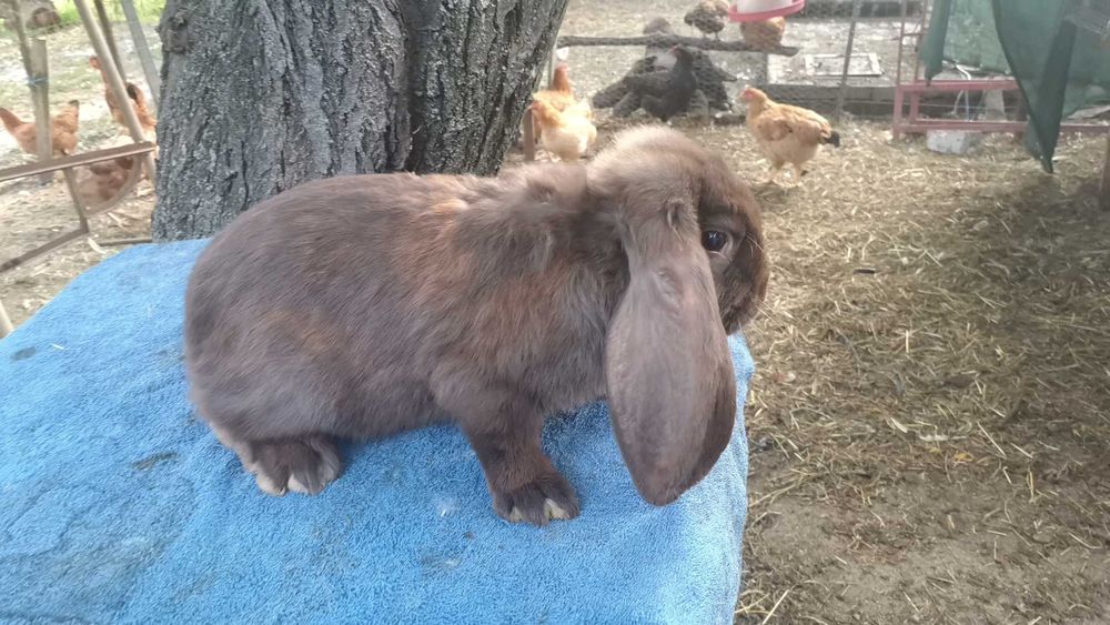 Iepuri berbec german