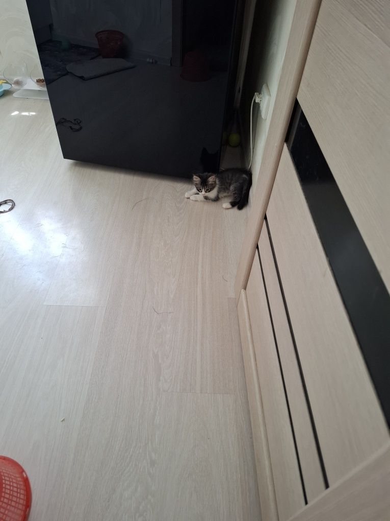 Отдам котика заботливым людям