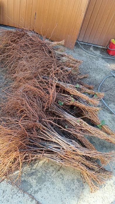 Butași vita de vie altoita