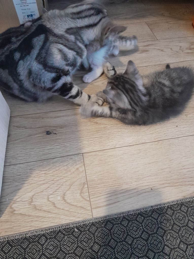 Котята Британские
