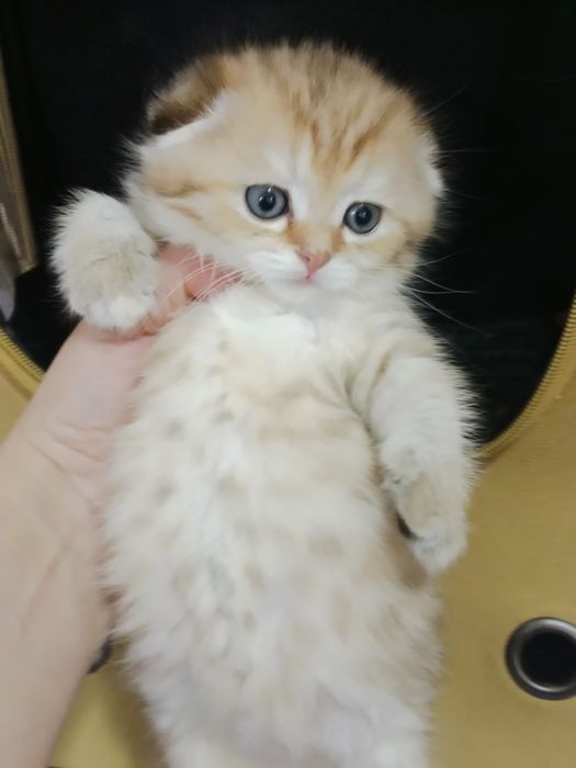 Шладкие котята вислоухие