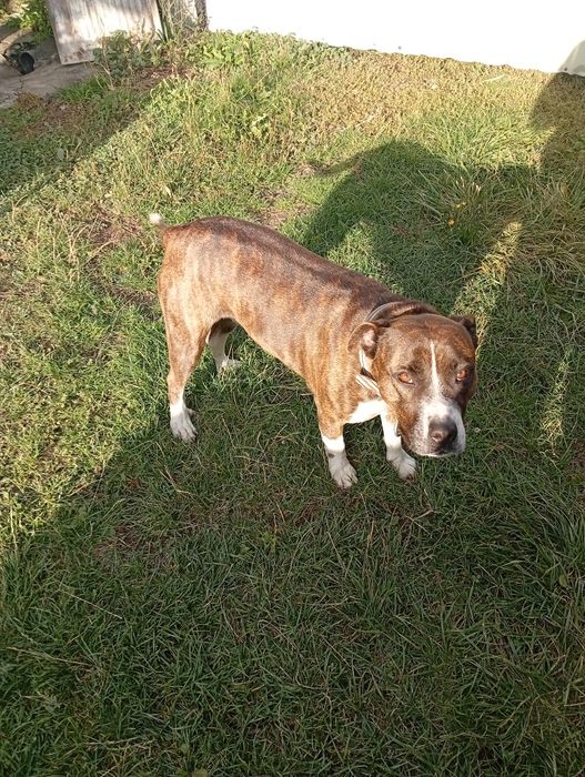 Donez cățea Amstaff
