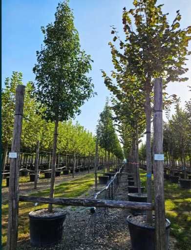 Mesteacăn alb, salcâm și platan – arbori cu valoare decorativă