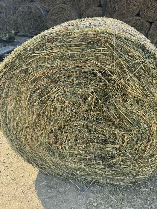 Baloti lucerna coasa 3