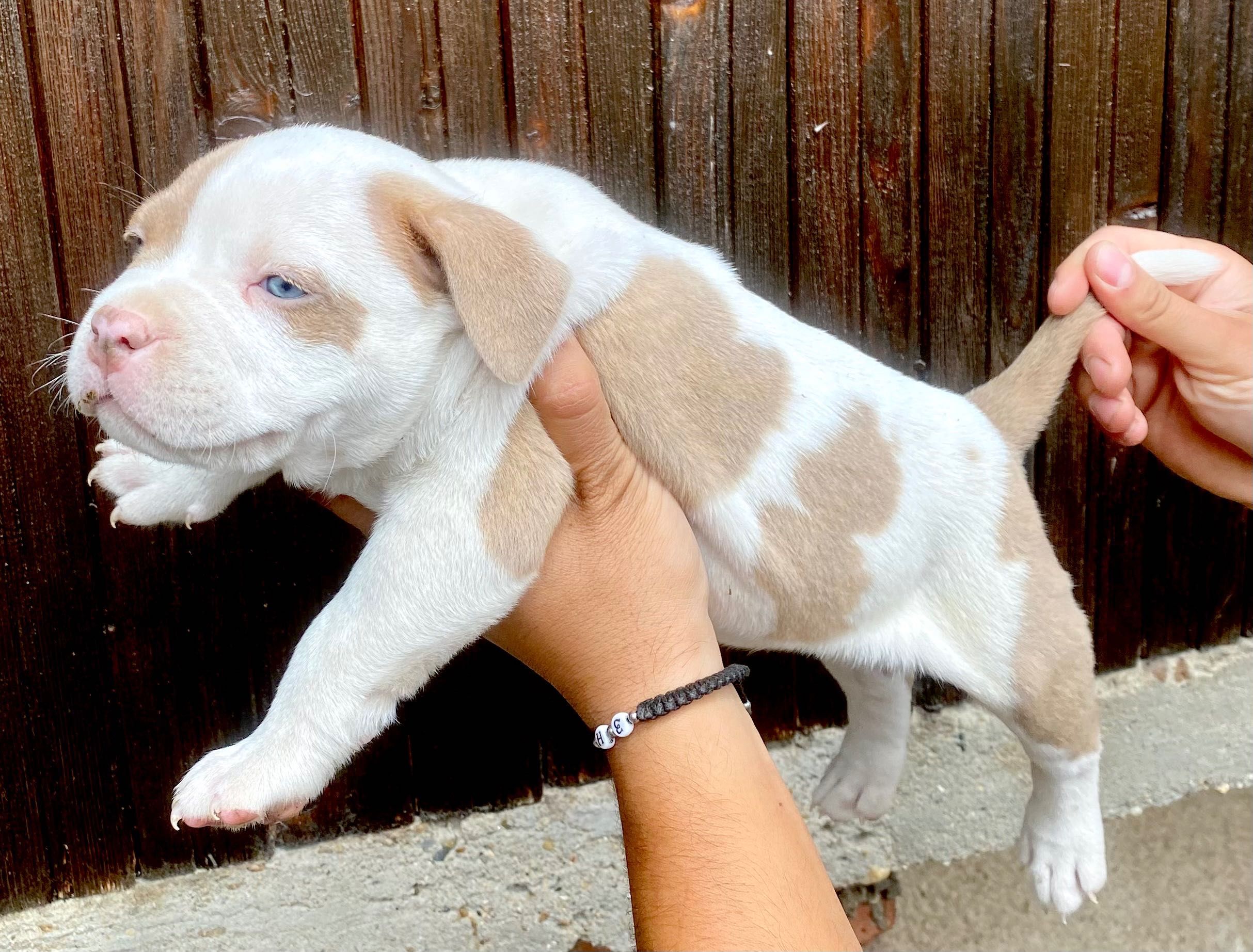 American bully pocket бебе