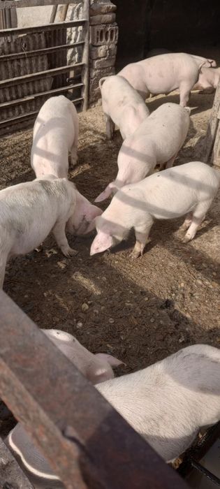 Продавам прасенца