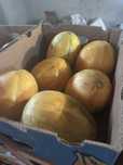 Продавам пъпеш на добра цена