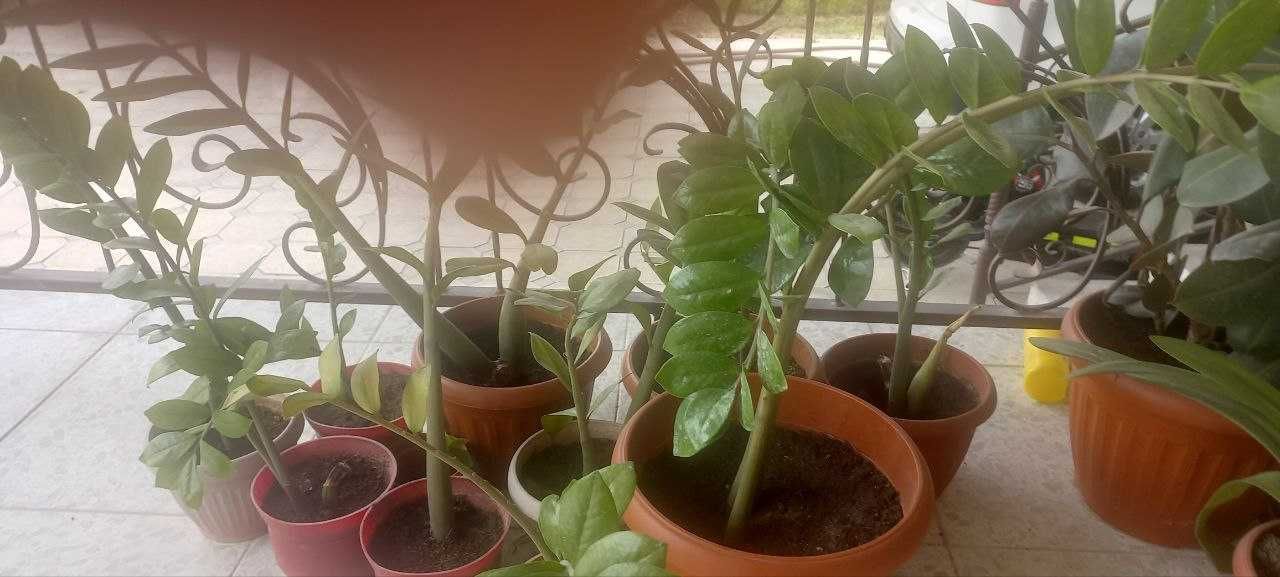 Продается цветы разные
