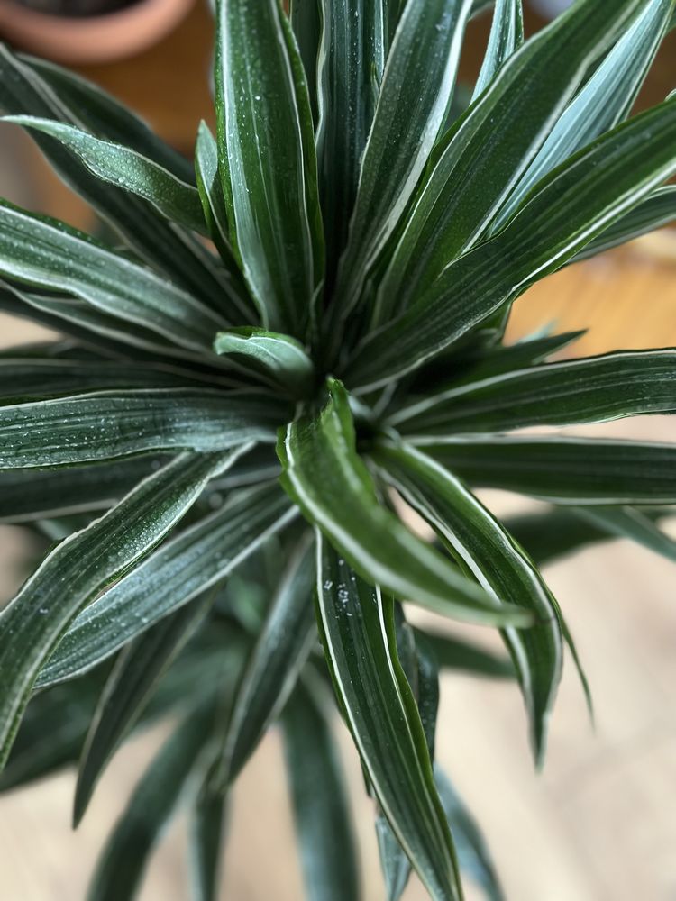 Комнатное растение Драцена фрагранс