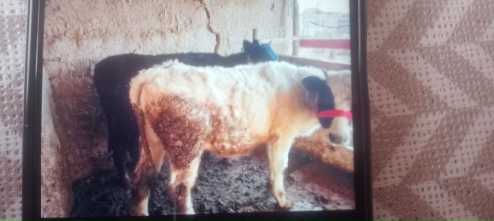 Соғым сыйыр келіп көріңдер