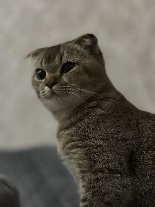 продаётся породистый кошка скоттиш фолд, домашний