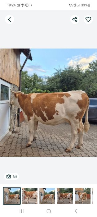 Vaca talie mare cu vitel belgian.
