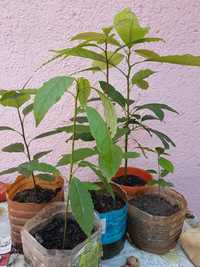 Avocado plante in ghiveci 50-80cm