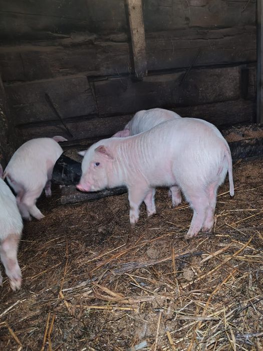 Продам поросят породы Ландрас