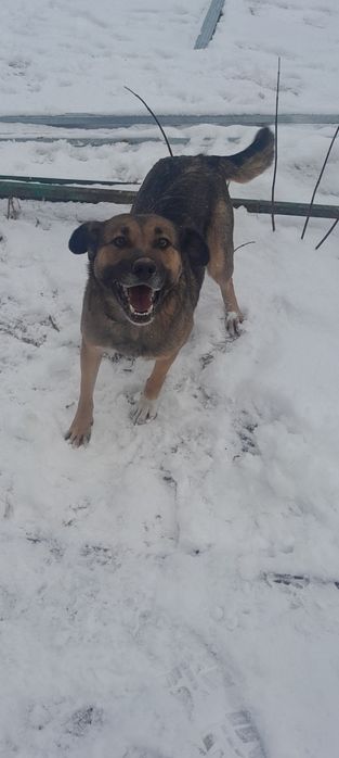 Отдам собаку в добрые руки