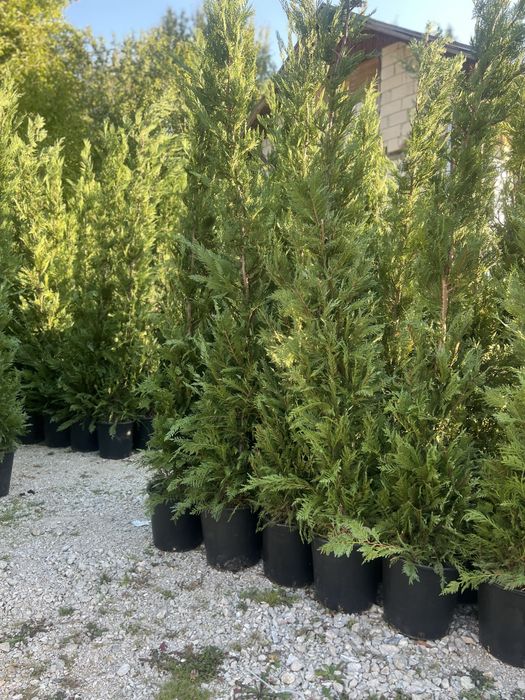 Plante ornamentale de orice soi