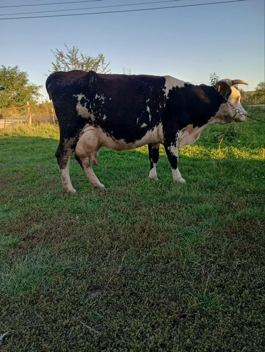 Vând vaca gestanta de 5 luni