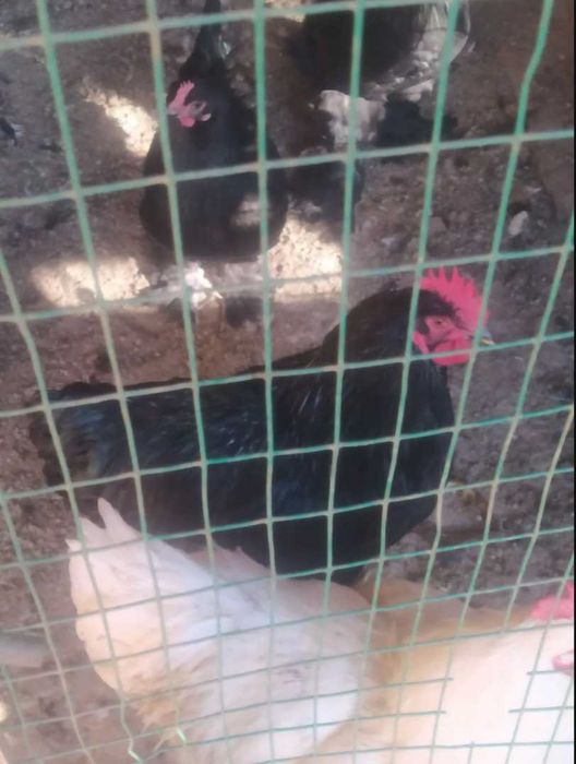 xõroz martda ochib chiqgan