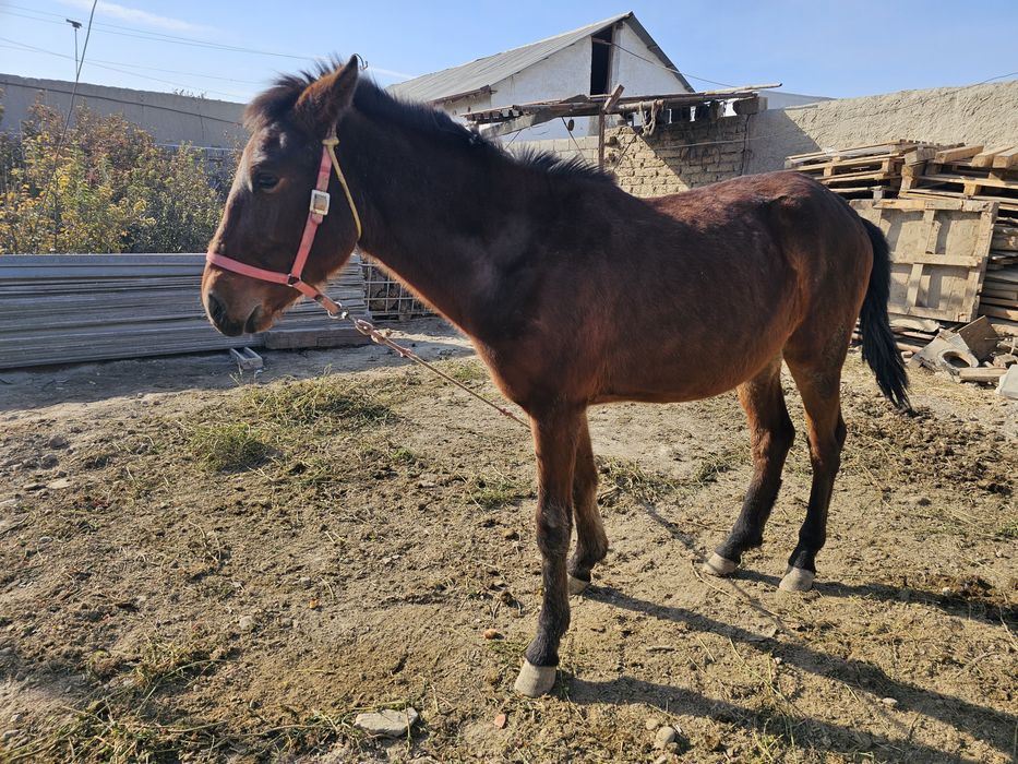 Той сотилади келишамиз