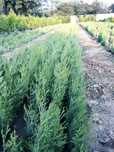 E timpul să plantăm tuia biota