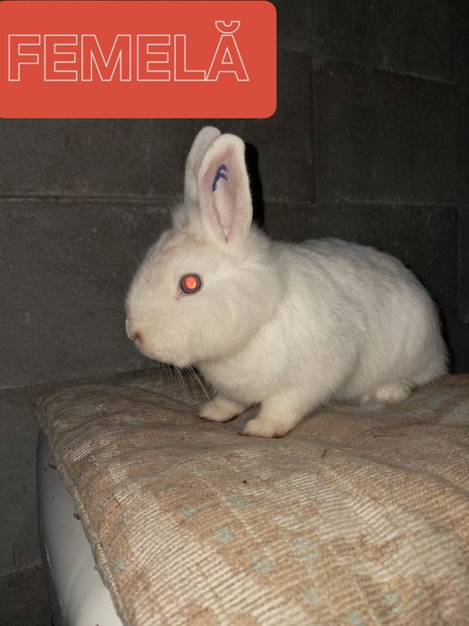 Vând iepuri femela si mascul