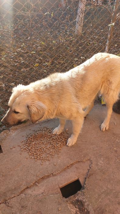 Spre adopție femela metis ciobanesc aprox. 7 luni