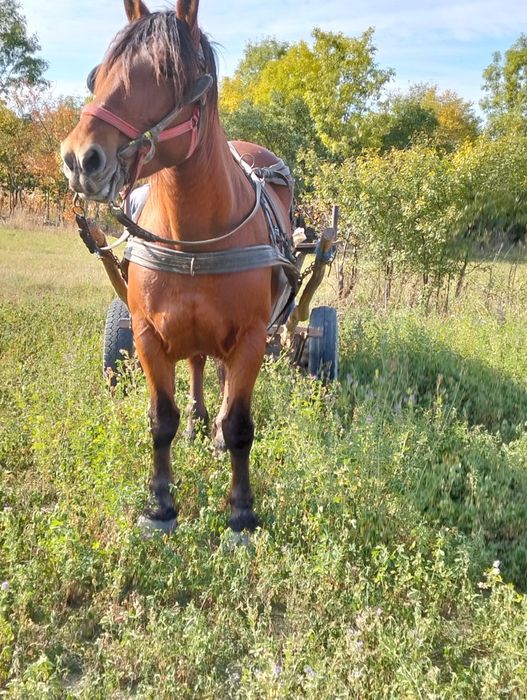 Vînd iapa de 7 ani gestanta de 7 luni