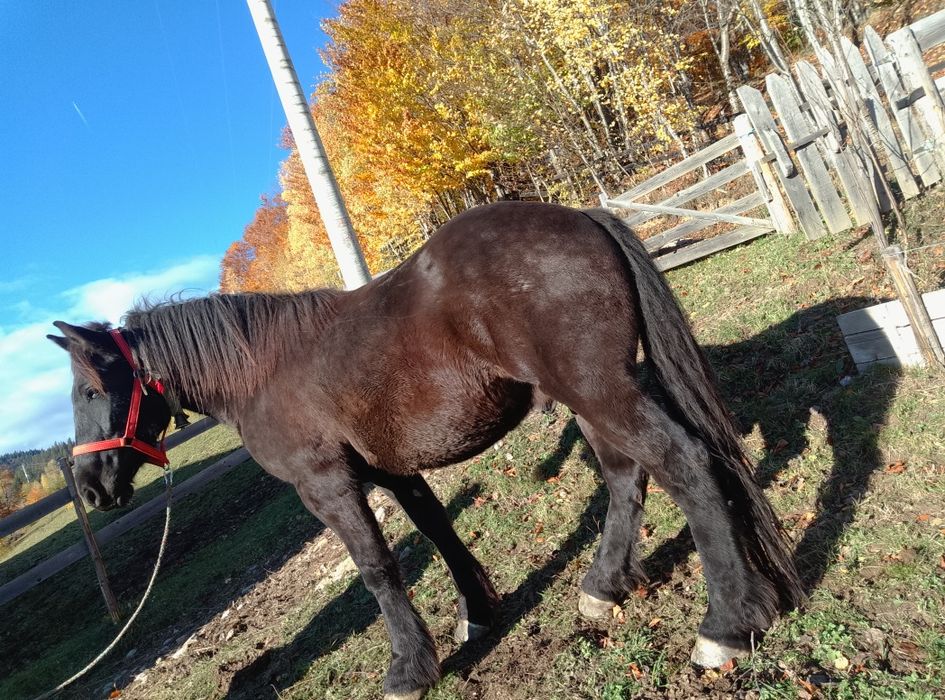 Vând cal de 3 garantat