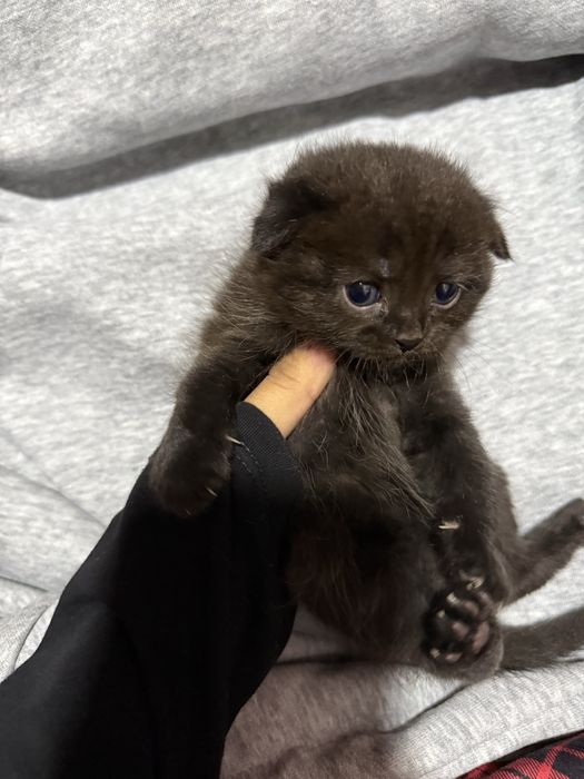 Scottish fold mushuk