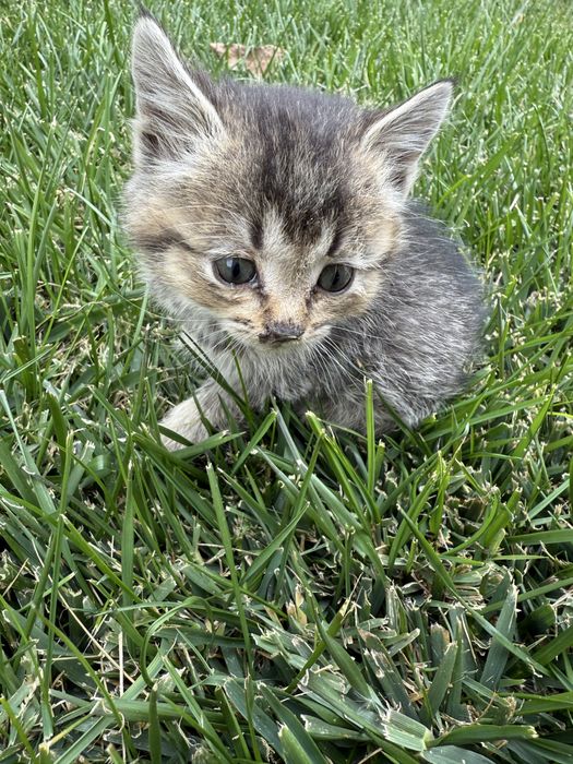 Котята, очень милые, добрые, послушные, отдам в хорошие руки,