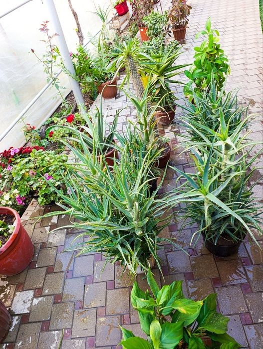 Цветы домашние лечебные