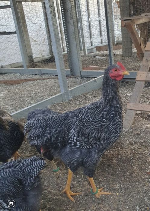 VAND/SCHIMB cocoși rock barat si brahma bobat