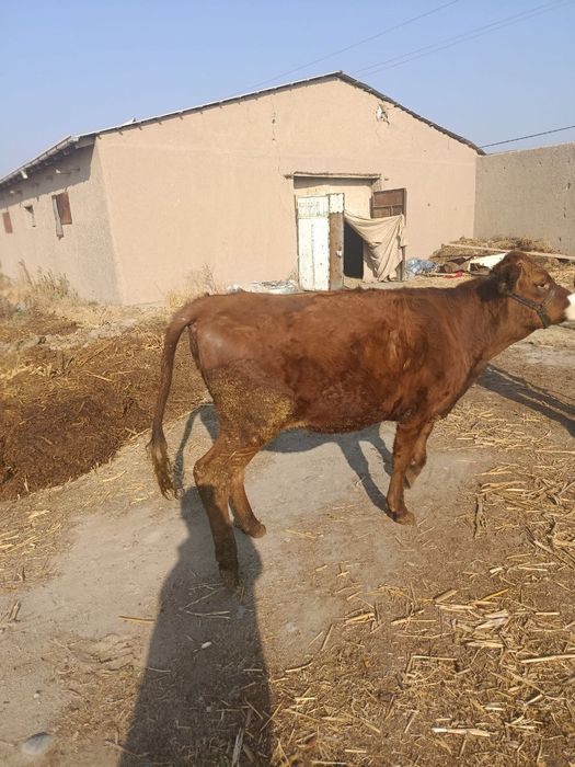 Гуножин сотилади 1.8еш .гибрид сементаль эстон.ь