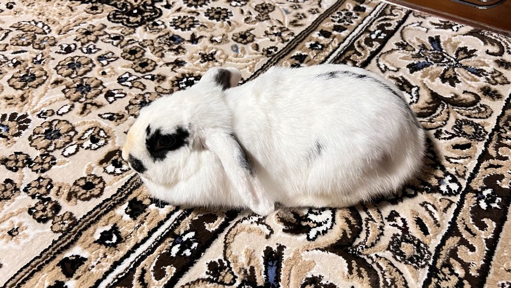 Quyon xatott va xatott baran