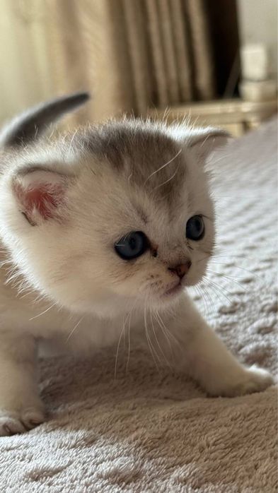 mushuk bolasi котенок shinshilla