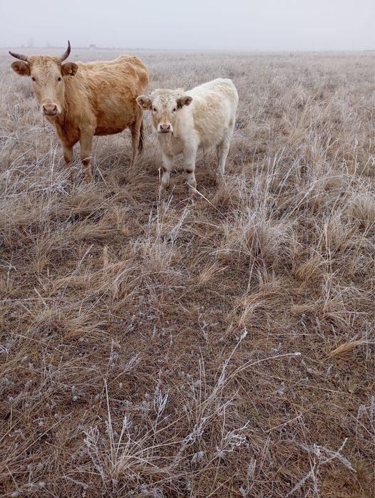 Продам бычков