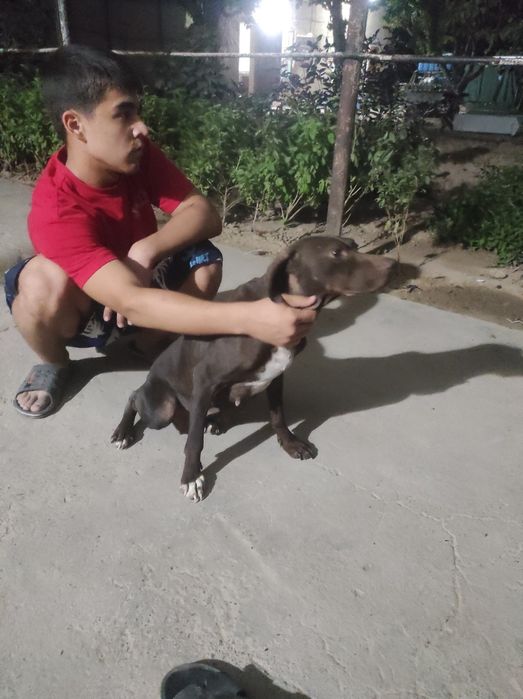 Ovchi it sotiladi 3yoshar qiz