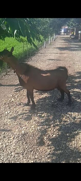 Țap alpin francez
