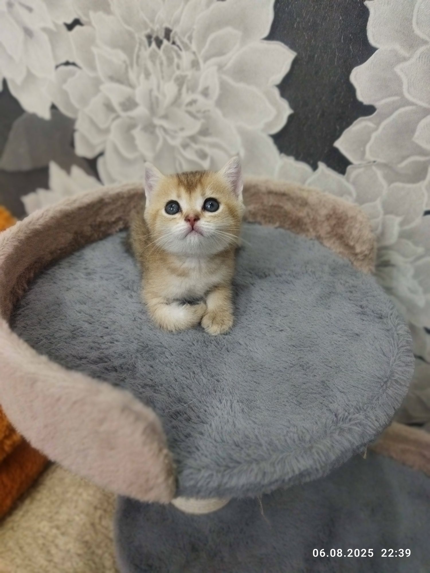 Продается котенок мальчик, золотая шиншилла