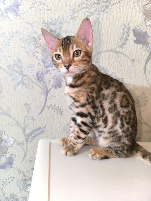 Бенгальский котенок