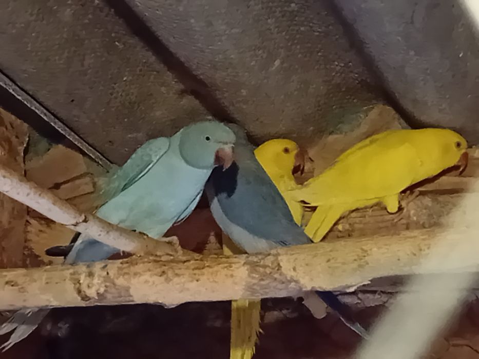 Micul Alexandru  oferta de  sărbători