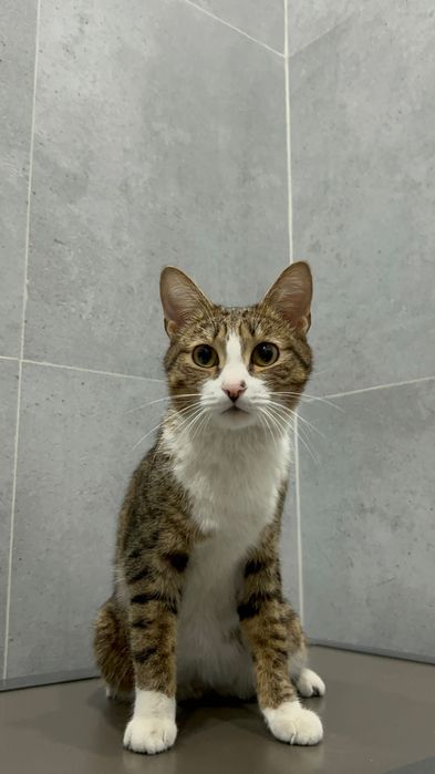 Кот молодой котик