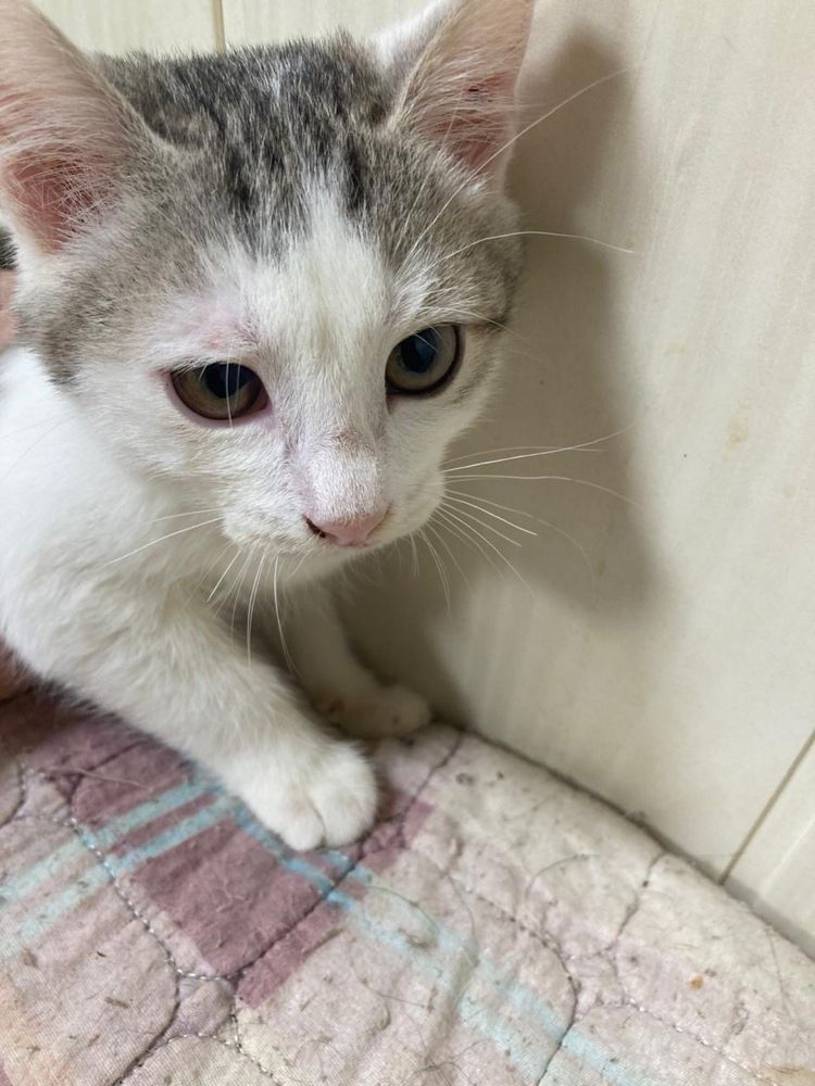 Котенок мальчик  ищет дом! Костанай ! Привезем !