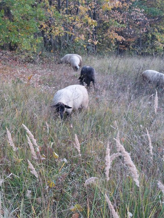 Vand oi de carne, metis si țurcane