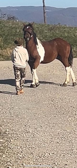 Vand manz 1 an jumate sau schimb