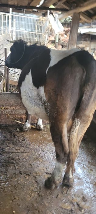 Vacă   cu vițea bălțată