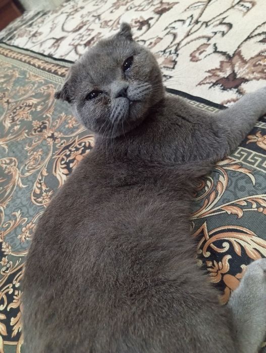 Scottish fold Egzotik Sotiladi